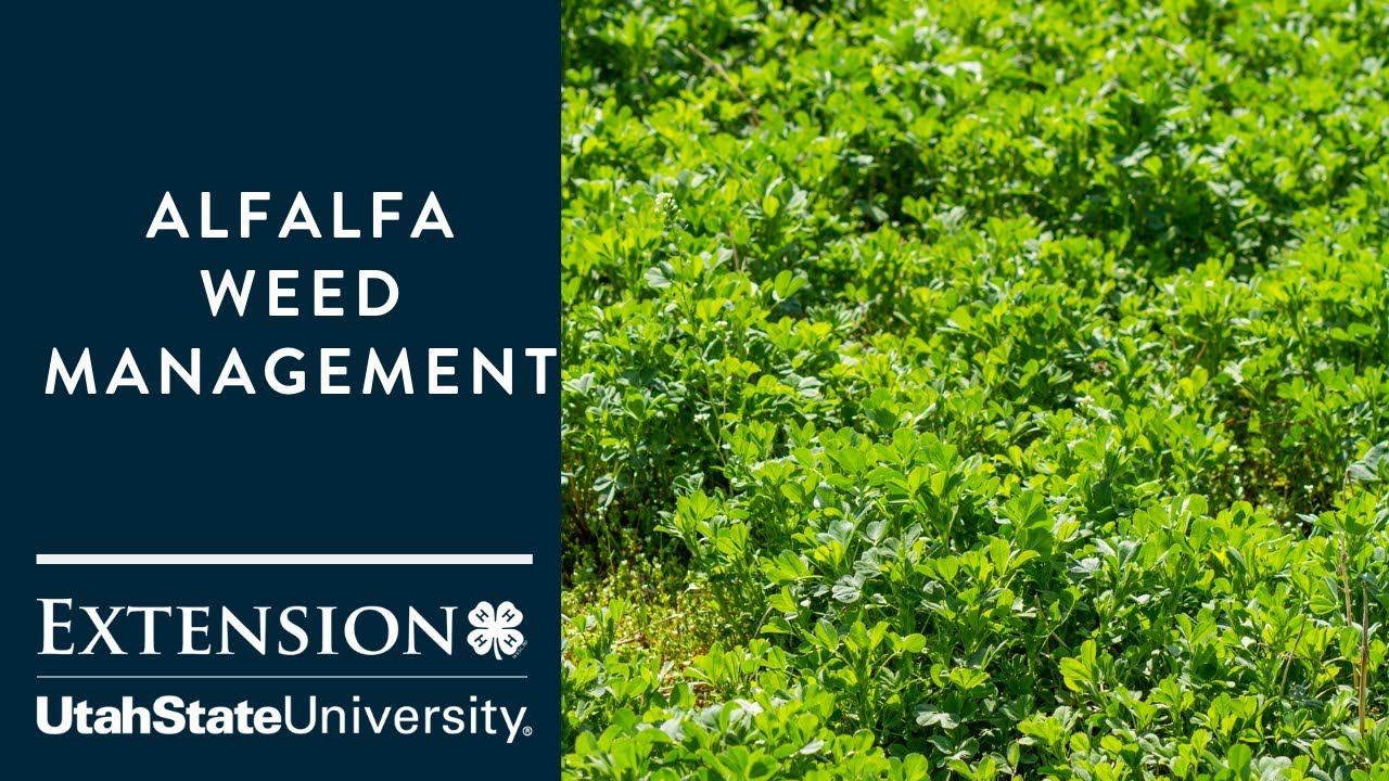 Alfalfa Weed Management