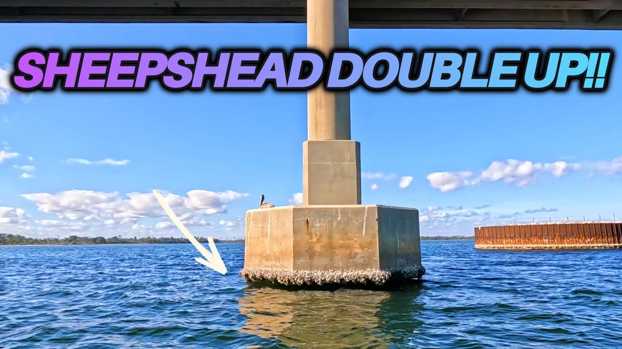 How I Catch Sheepshead Off Florida Bridges | 2 BIG Ones Landed #fishing #fish #fyp