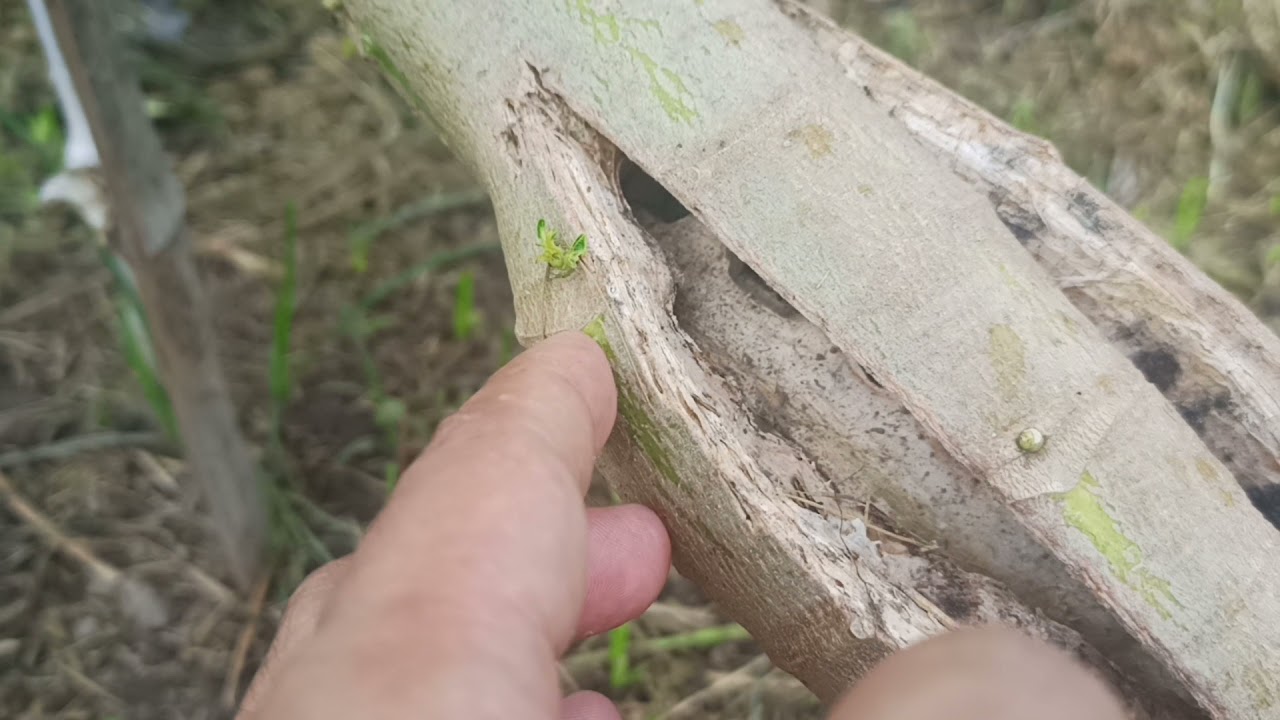 Bending Your Papayas