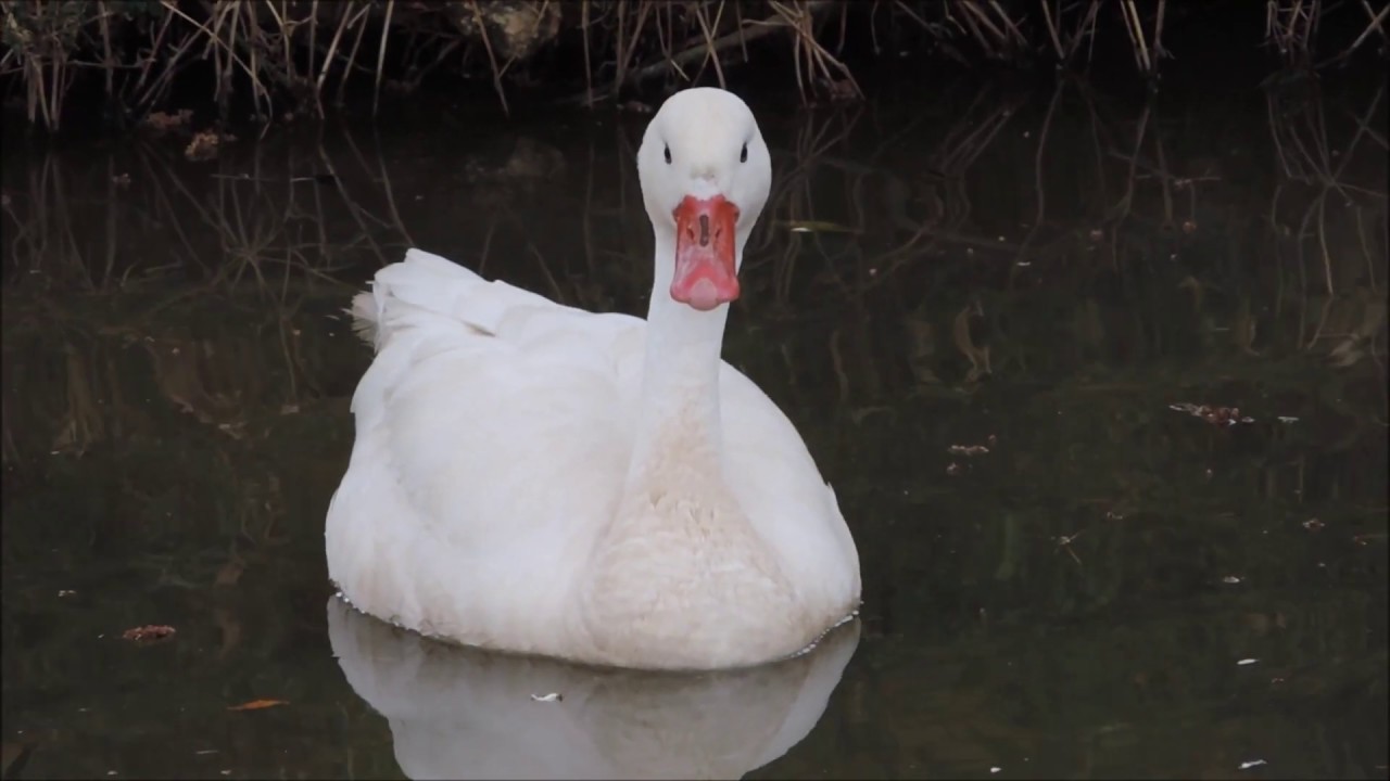 Os Novos Cisnes Coscoroba do Chico | Gutejando