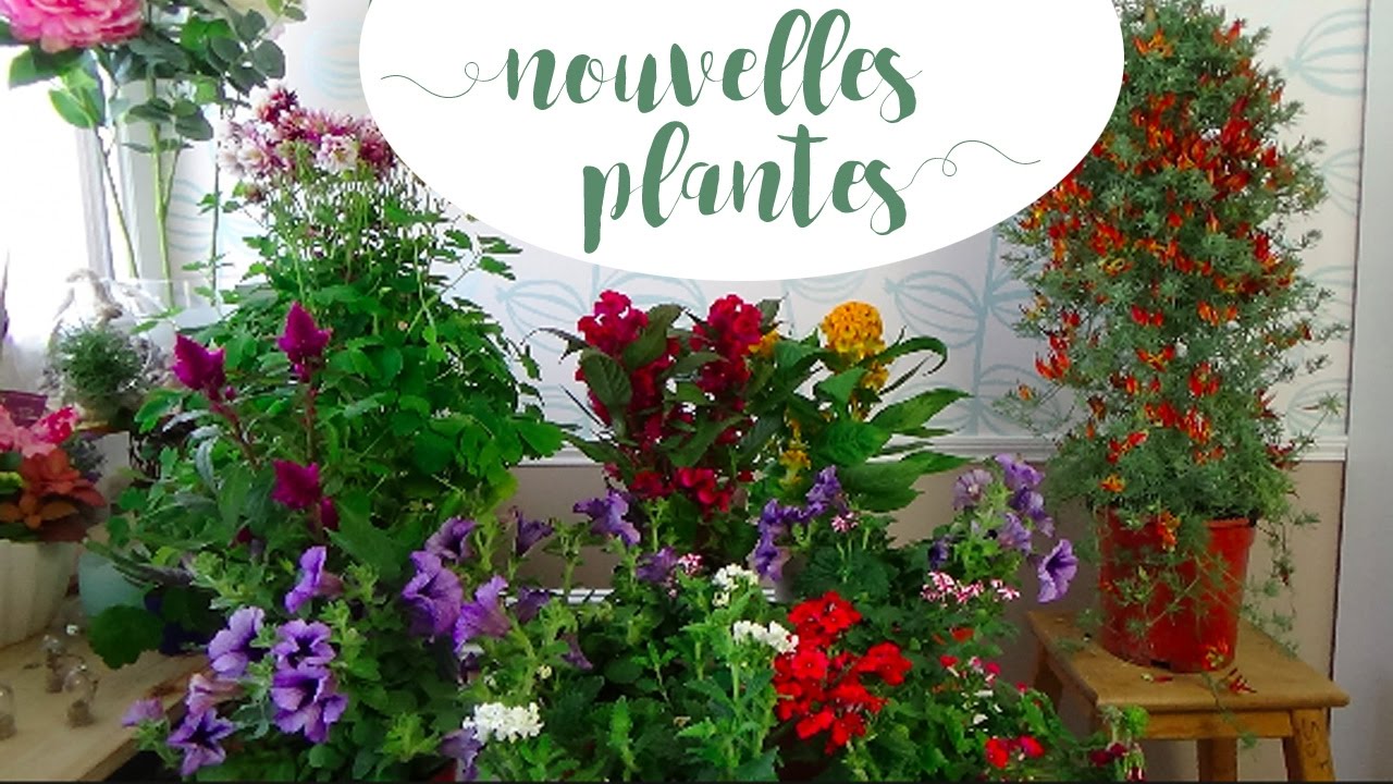 Marché aux plantes : J'ai craqué pour un lotus !