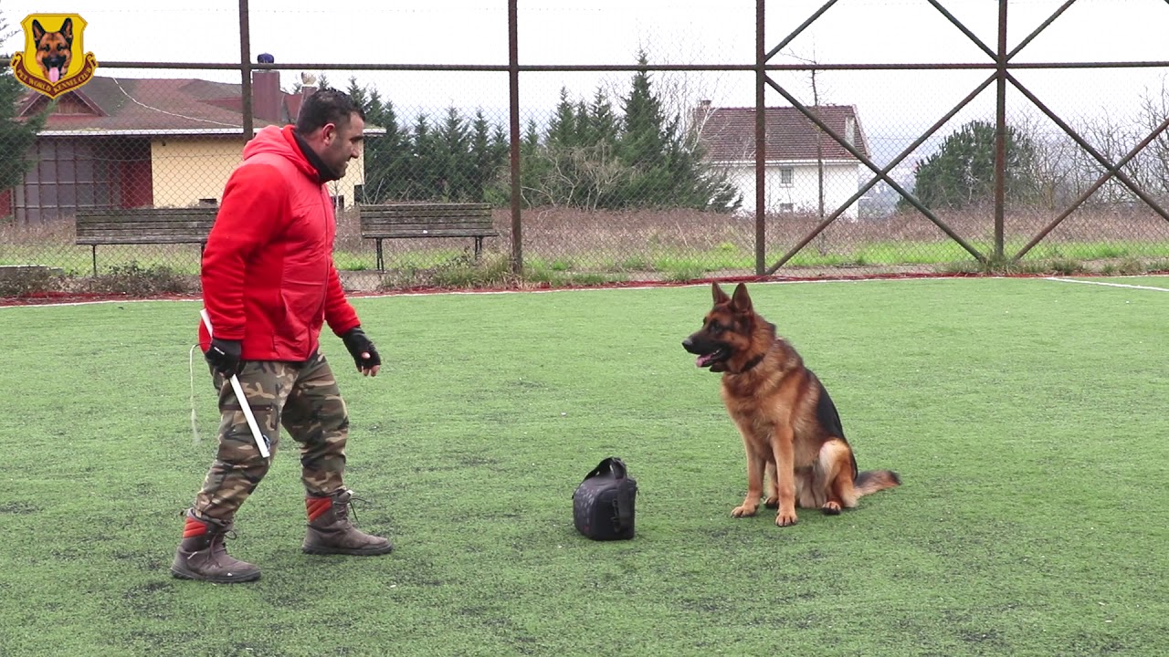 Sahibinin &ccedil;antasını koruyan Alman &Ccedil;oban K&ouml;peği