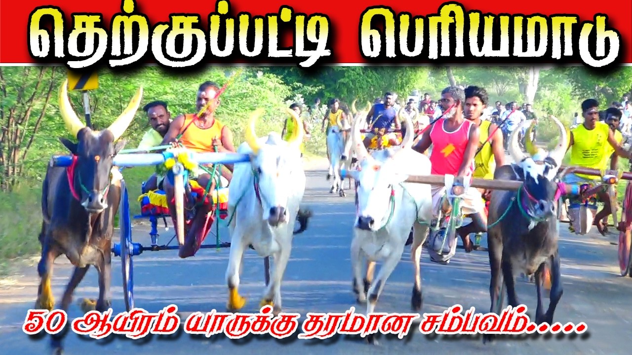 மதுரை மாவட்டம் தெற்குப்பட்டி பெரியமாடு 50k  24.01.2026