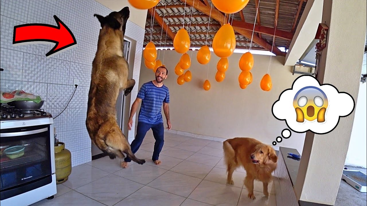 Balões pendurados vs cabrito...Ops..É vs cão..kkkkk
