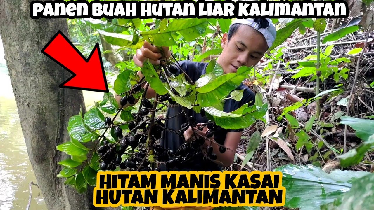 PANEN BUAH KASAI LIAR DI TEPI SUNGAI | MATOA HITAM MANIS KALIMANTAN