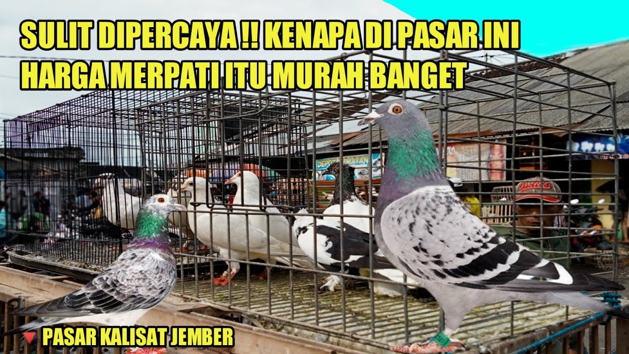GREBEK PASAR MERPATI || BELI MERPATI POS RACING SUPER MURAH BANGET SATU JODOH HANYA 50 RIBU