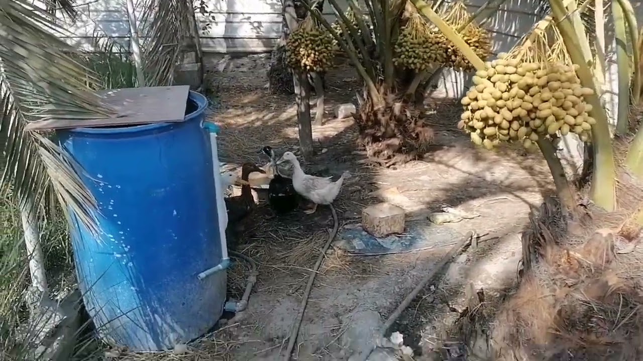 فلوق الي بلكرنة ومقلبت ابن خالي