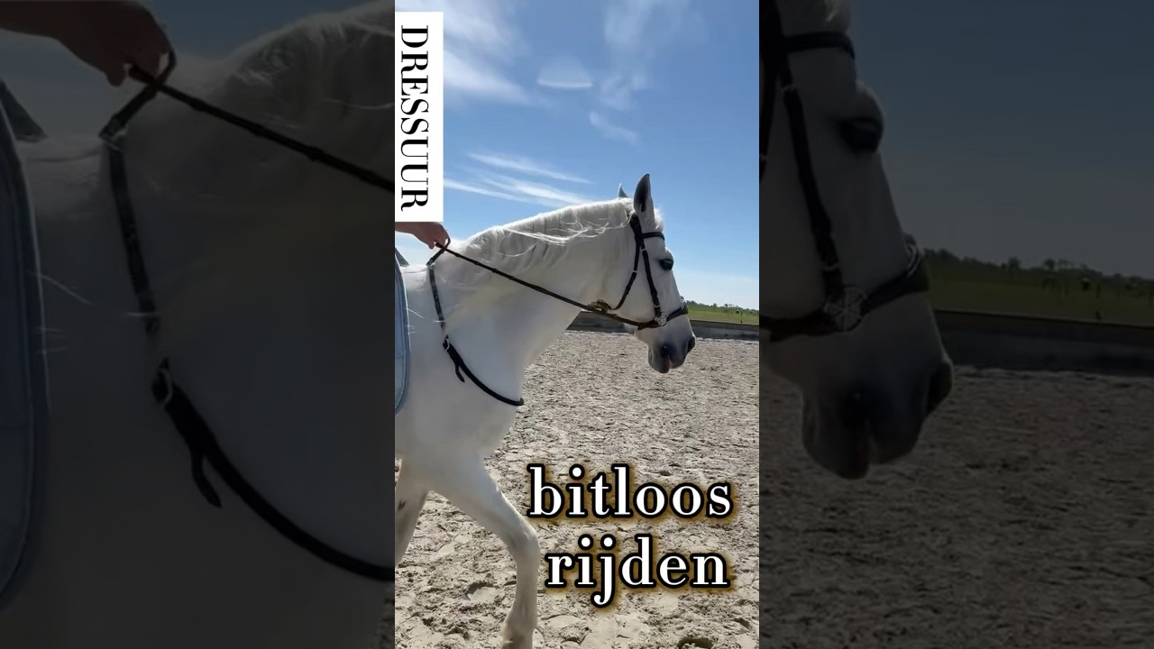 Eerste keer bitloos met een gevoelig paard | Vertrouwen opbouwen