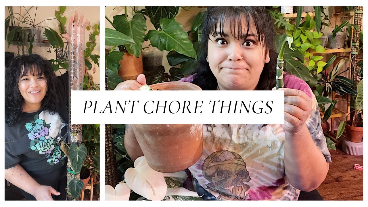Making a 5ft Philodendron Melanochrysum & Propagating my Dieffenbachia Reflector