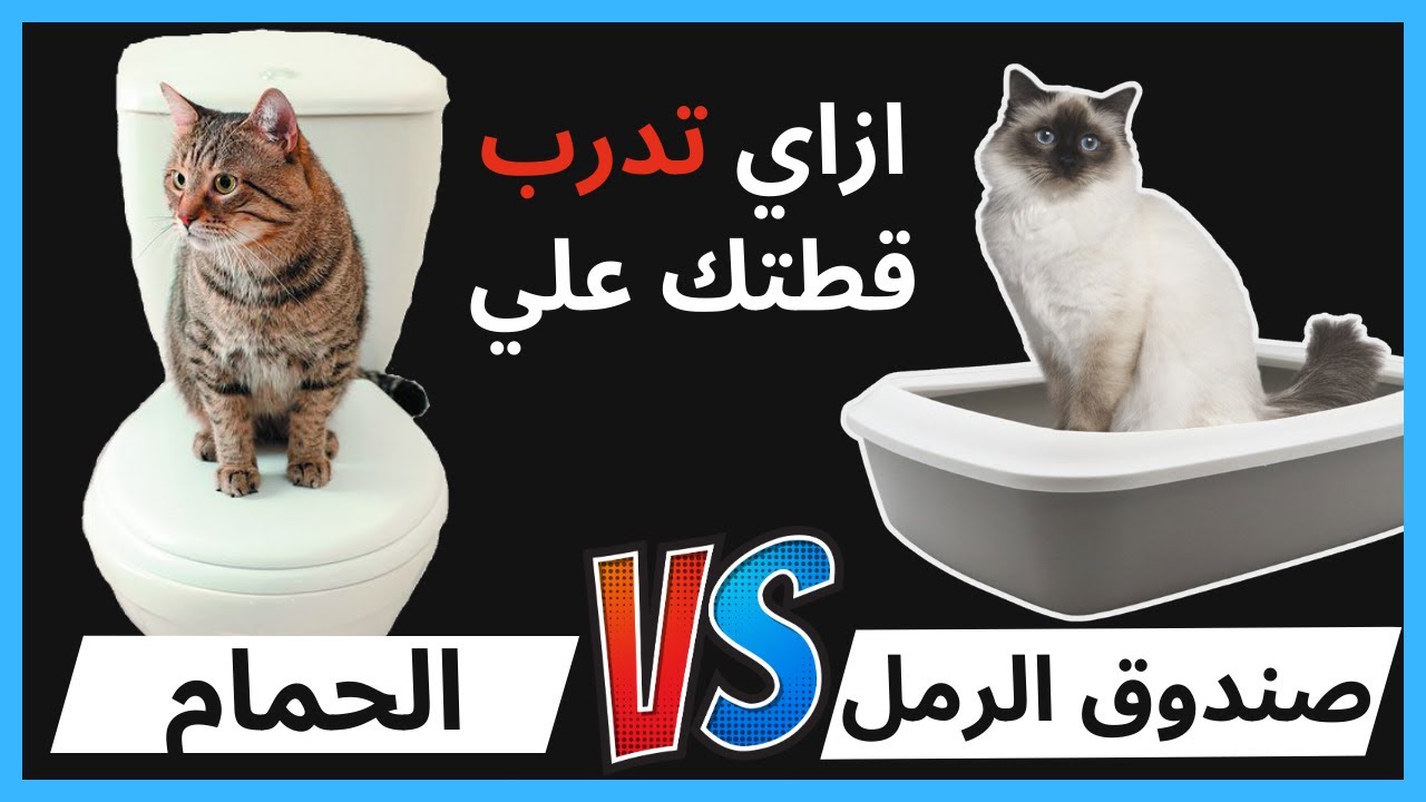 تدريب القطط علي الليتر بوكس و تعليم القطط دخول الحمام |  في اسرع وقت و بطريقة سهلة و صحيحة