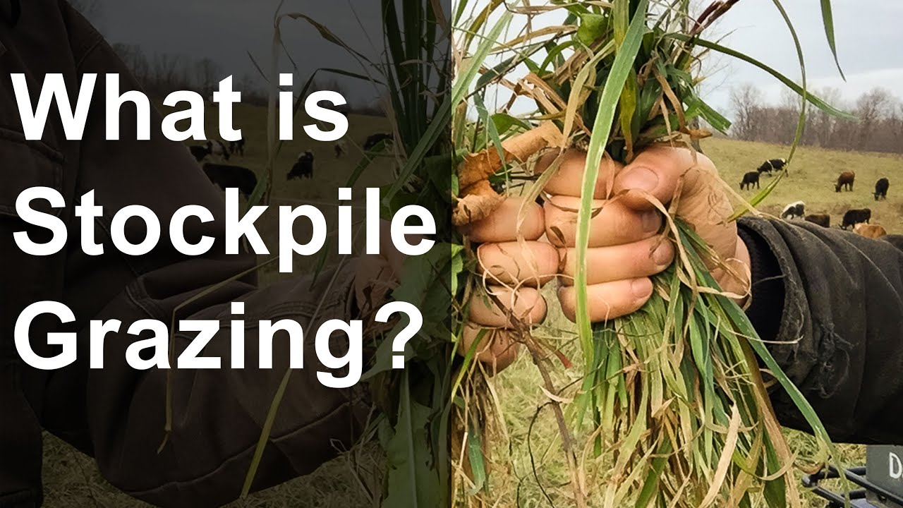 What is stockpile grazing?