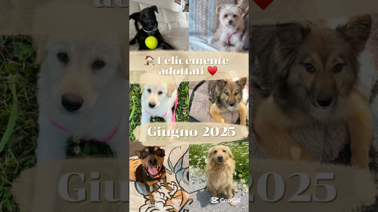 🏠 FELICEMENTE ADOTTATI – GIUGNO 2025 🐾☀️ 