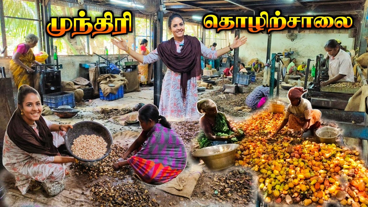 💯💥பண்ருட்டி Famous முந்திரி Factory🛑Live Visit😍🔥| Media பட்டதாரி #panruti #cashews #cashewfactory