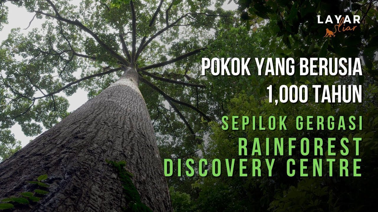 Rainforest Discovery Centre - Jelajah Biodiversiti di Sandakan