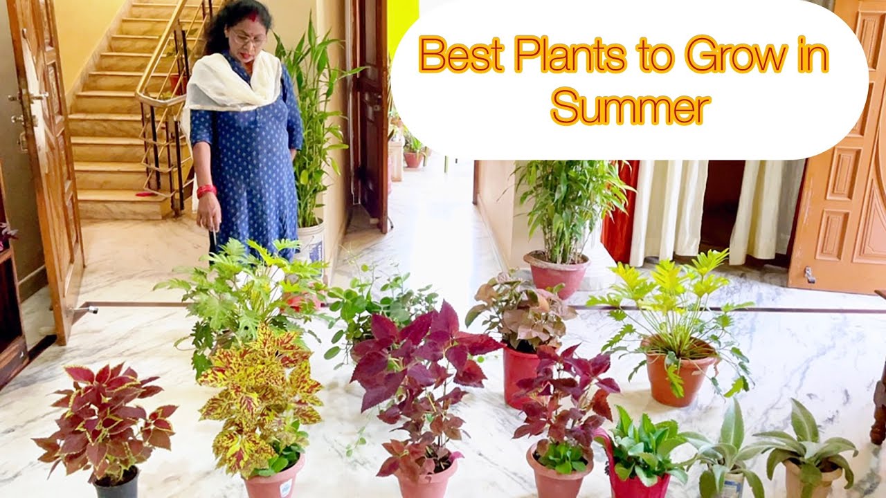 Summer me ye plants jarur lagye | plant to grow in summer session | summer indoor plants