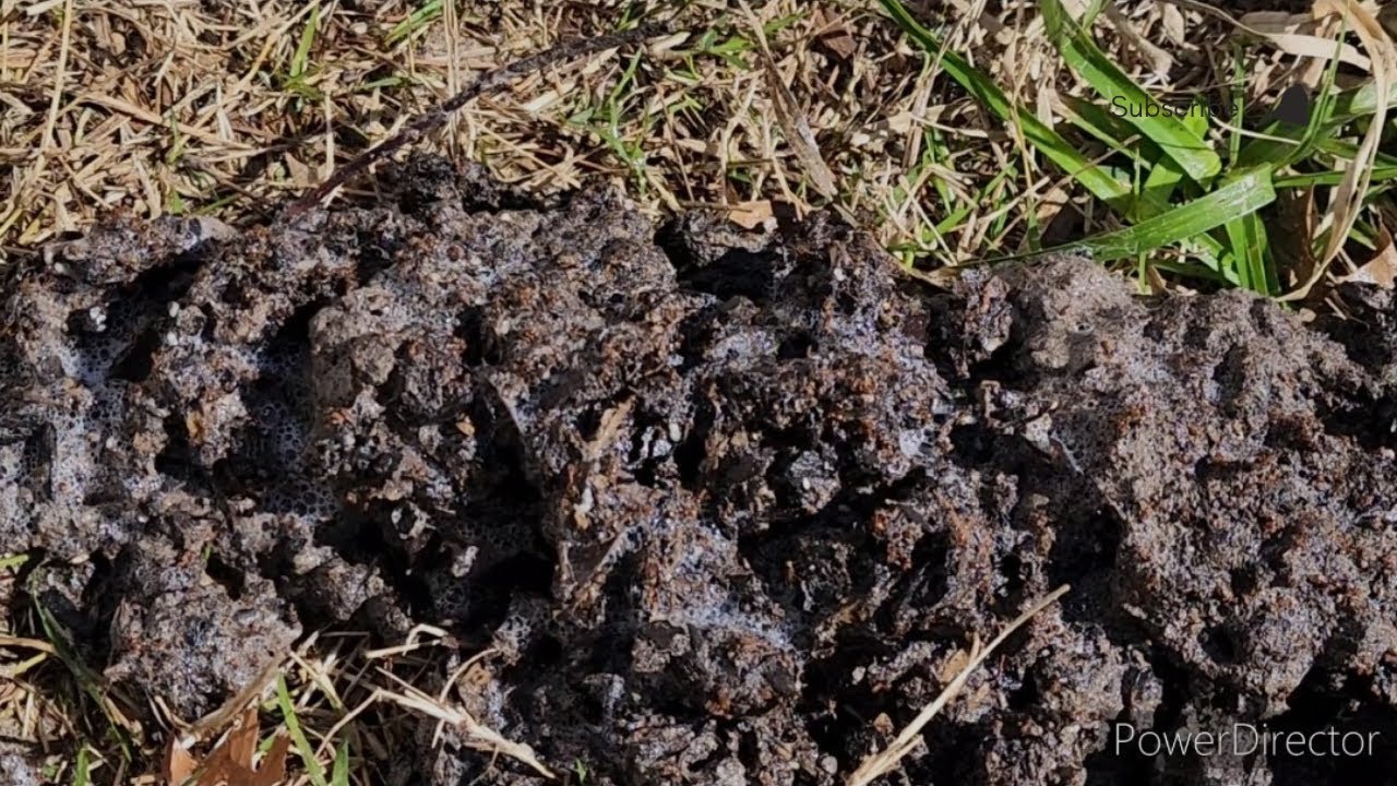 Fighting invasive ants in my Houston garden!