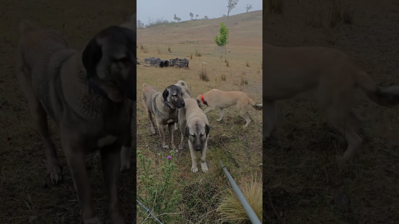 Kangal 