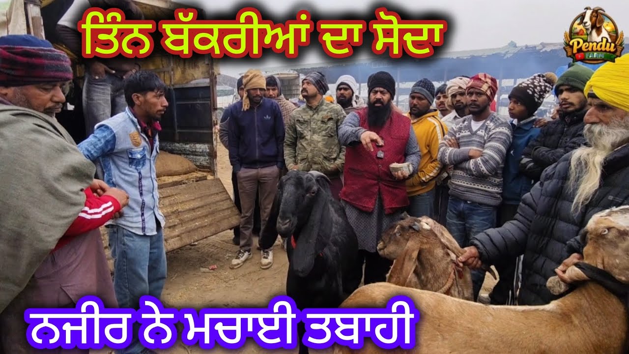 ਤਿੰਨ ਬੱਕਰੀਆਂ ਦਾ ਸੋਦਾ Maur Bakra Mandi @PenduFarm  #live_sauda #goatfarm #rajudirba@goatstar94  