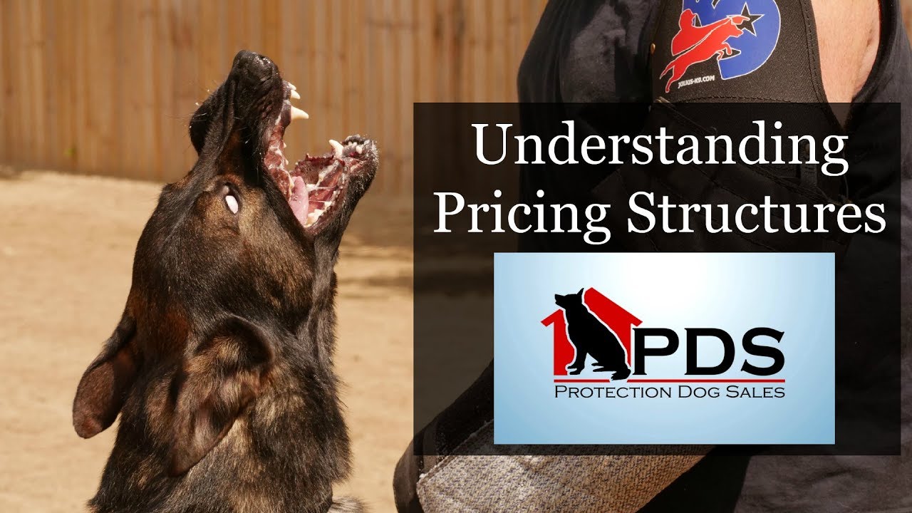 How Are Elite Executive Level Family Personal Protection Dogs Priced? How To Buy Where To Buy ? PDS