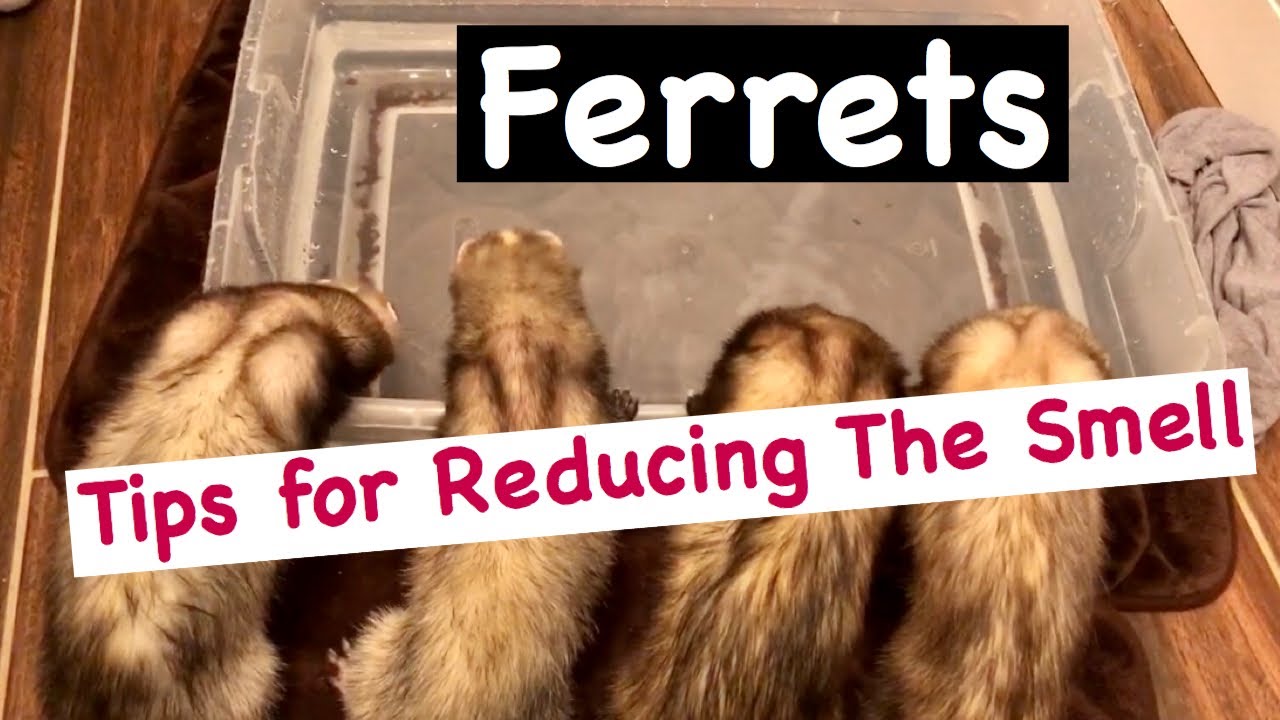Ferrets: Tips for Reducing The Smell