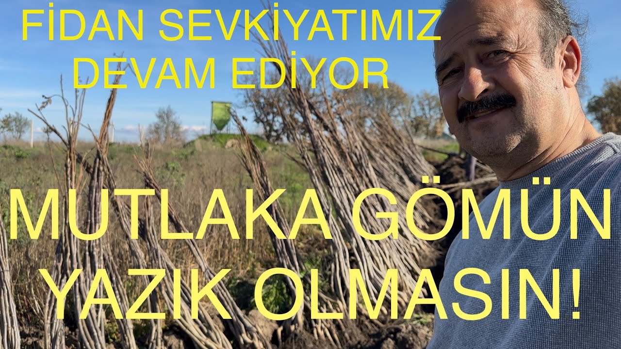 MUTLAKA G&Ouml;M&Uuml;N YOKSA YAZIK OLUR..! FİDAN SEVKİYATIMIZBDEVAM EDİYOR. Ceviz Adam Ahmet 