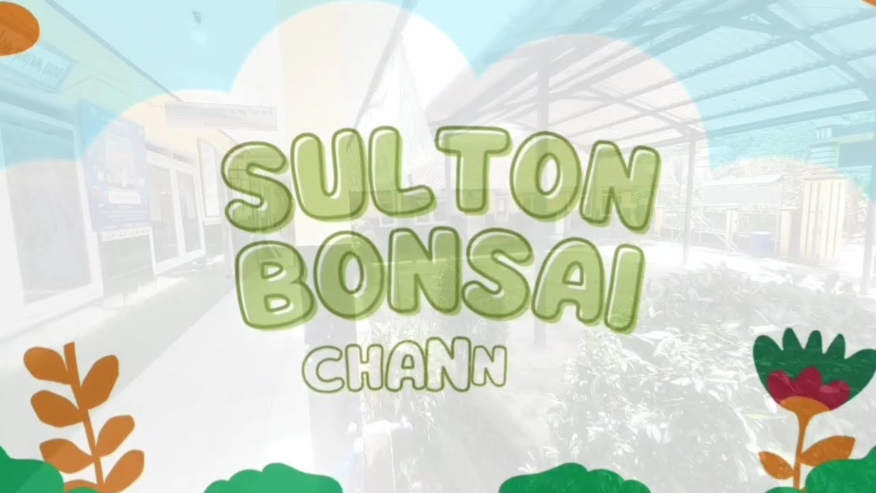 MEMBUAT BONSAI SANCANG