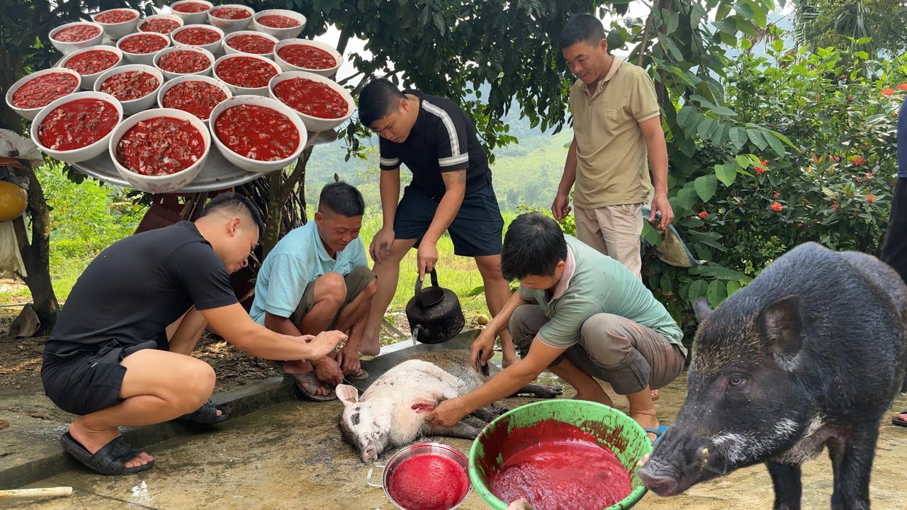 Tiết Canh, L&agrave;m Thịt Con Lợn Rừng | Nguy&ecirc;n TM