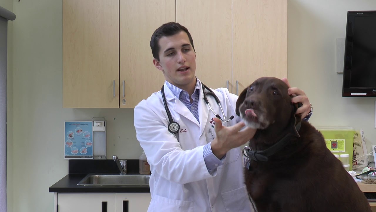 Comment administrer un comprimé à un animal