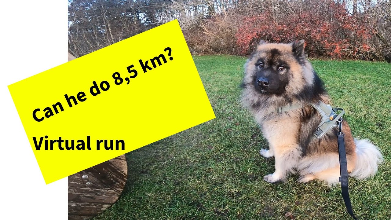 Join me and the eurasier for 50 min Virtual Run