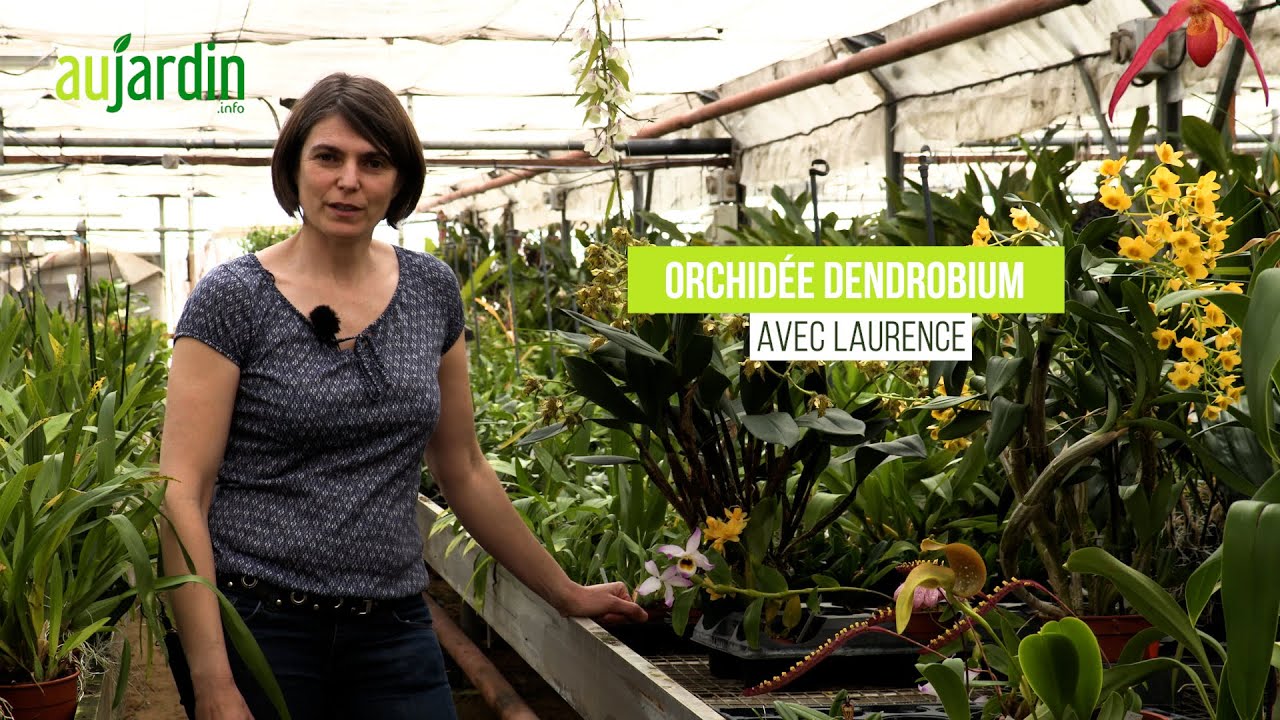 COMMENT PRÉLEVER et REMPOTER un KEIKI de DENDROBIUM 🌸 Multiplier l'orchidée bambou