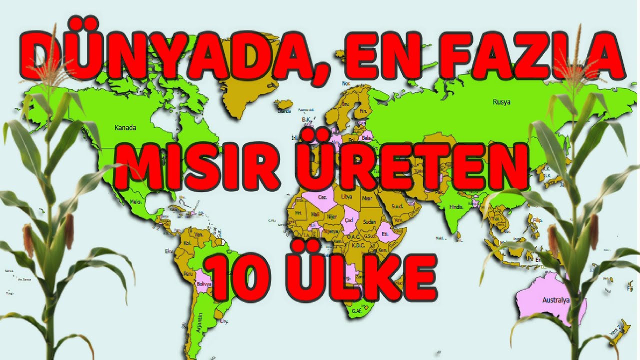 Dünyanın En Fazla Mısır Üreten 10 Ülkesi! Türkiye'nin Sıralamadaki Yeri