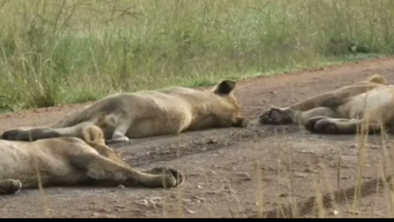 Rongai pride of lions . The sub adults of 3rd generation Rongai .