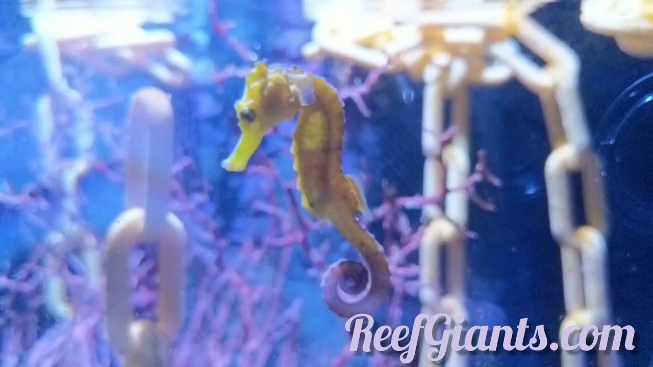 A Trip To The Local Fish Store in Dallas, Texas!