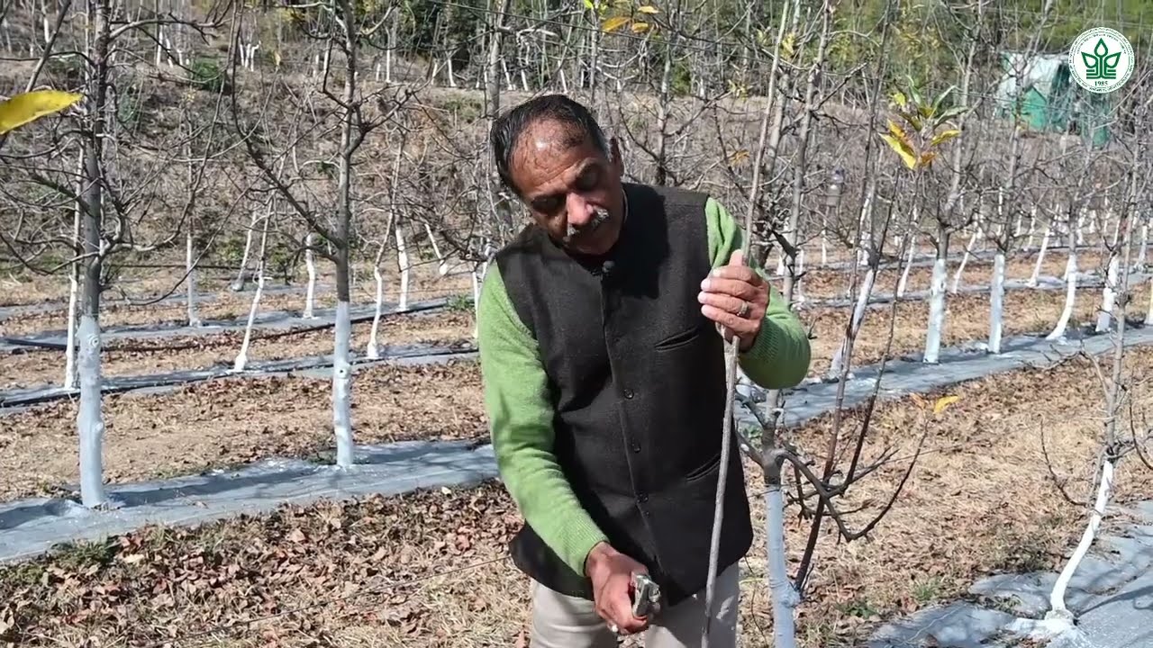 कैसे लगाए नए फल के पौधे। ध्यान  में रखने वाली चीज़े | YSP UHF Nauni