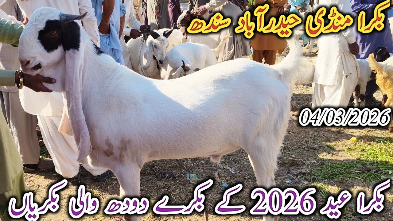 Bakra Mandi Hyderabad | Today update | Bakra Eid 2026 | Dodh wali bakriyan | date 04/03/2026