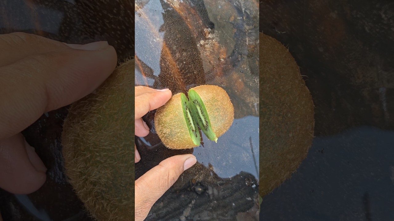 Kiwi 🥝 Fruit For Cutting #reels #kiwi #fruitcutting #fruit #fruits #ytshorts #shorts #like #viral