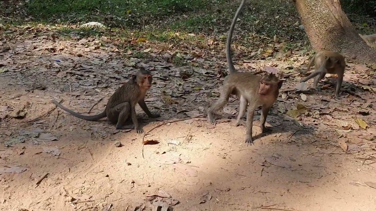 Wildlife monkeys in Amber & Mohanokor troop ❤  ❤PWM017