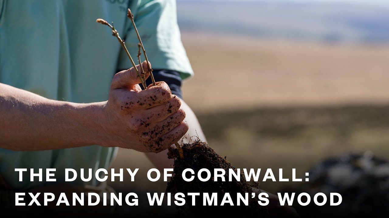 Wistman's Wood, The Duchy of Cornwall - Expanding an ancient rainforest