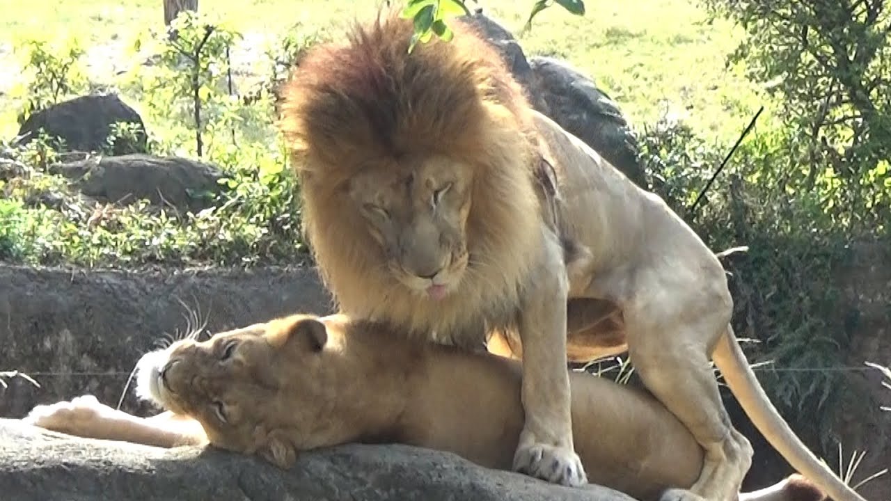 仲いいね～💗ライオンのカップル【天王寺動物園】