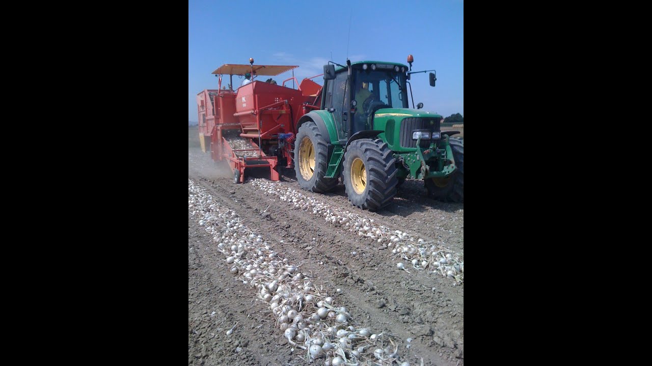 AUTOMATIC ONION LOADER IMAC 8090 RB 45-55