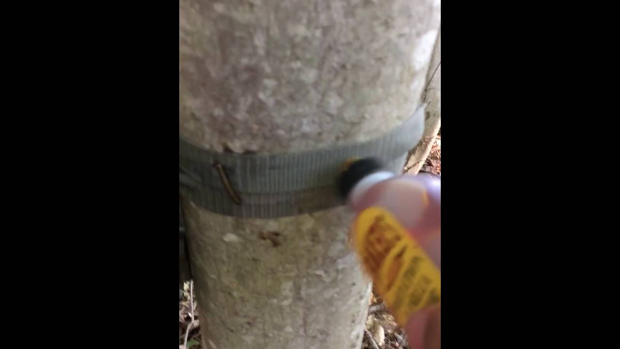 Deer hunting with vanilla extract