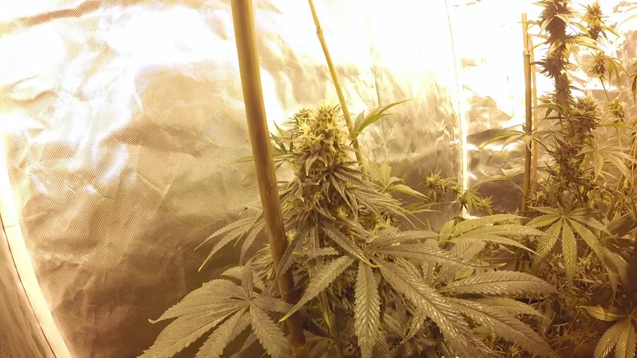 Scrogging With The Scroger: Uneeda's Grow