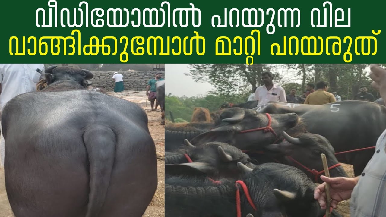 വീഡിയോയിൽ പറയുന്ന വില വാങ്ങിക്കാൻ വരുമ്പോൾ മാറ്റി പറയരുത് 😆😆😆