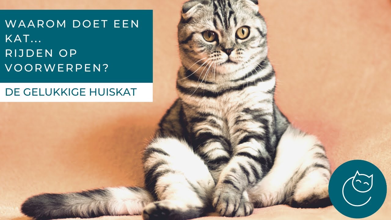 WAAROM VERTOONT MIJN GECASTREERDE KATER RIJGEDRAG? - De gelukkige huiskat - Kattengedrag