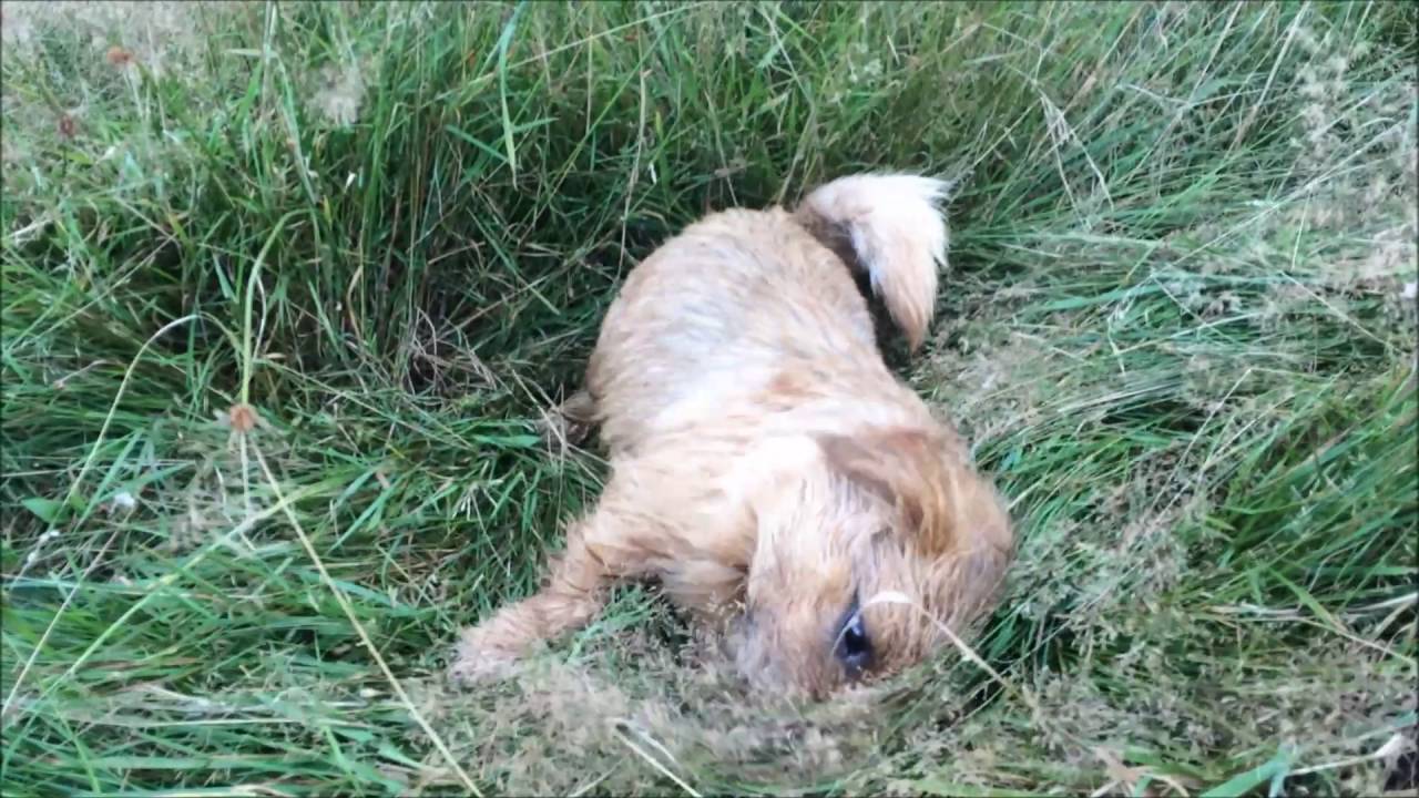 Toby the norfolk terrier - sunny summer day fun