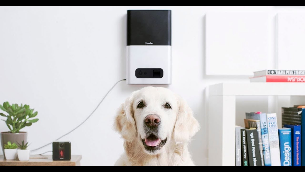 7 COOL GADGETS FOR YOUR PET