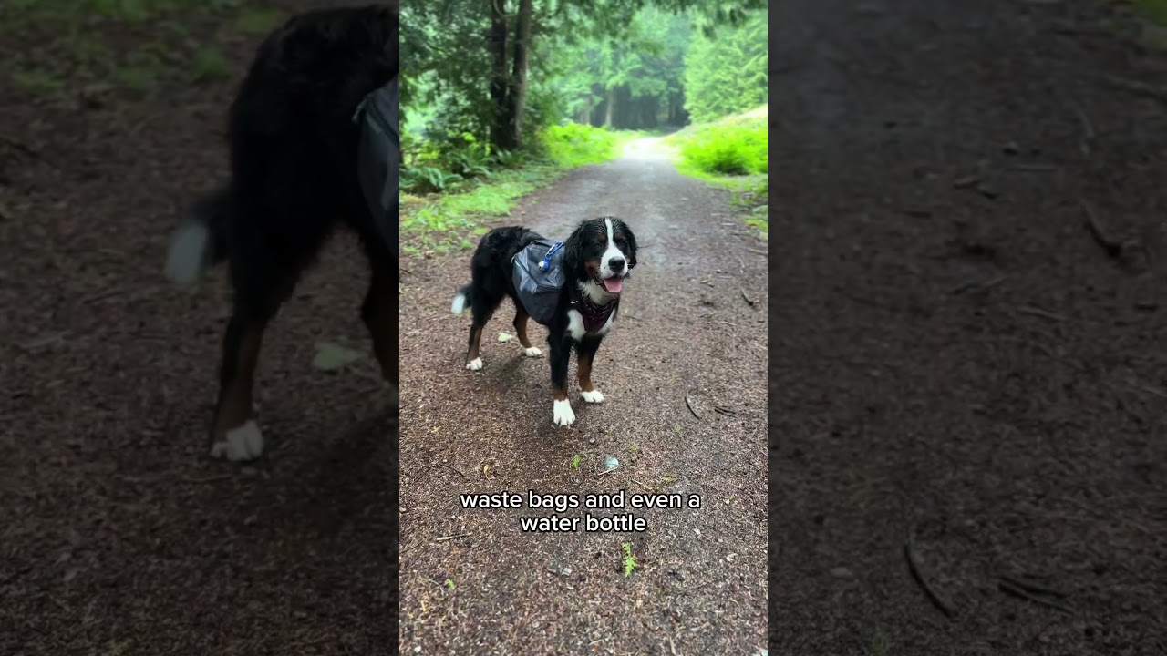 3 of my fav hiking gear items for my dog! #dogshorts #hikingdog #hikinggear #doggear #adventuredog