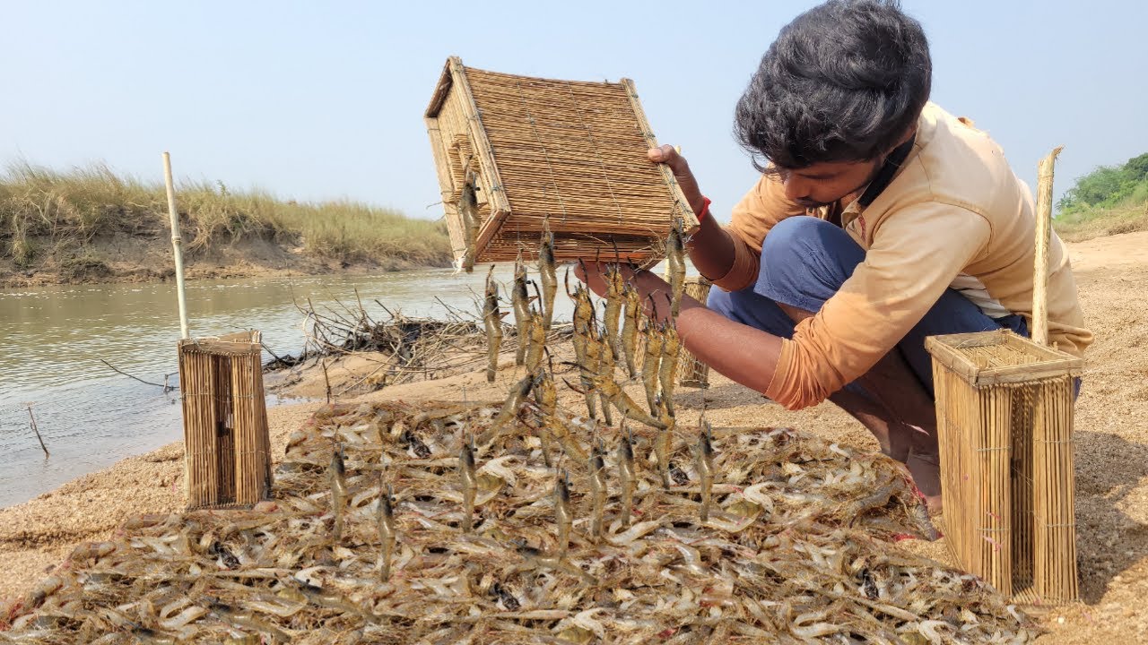 Unique fishing technique in riverwater.  Shrimp or prawn catching technique with bamboo fence trap.