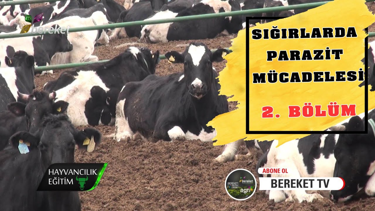 Hayvancılık Eğitim | Sığırlarda Parazit Mücadelesi 2. Bölüm