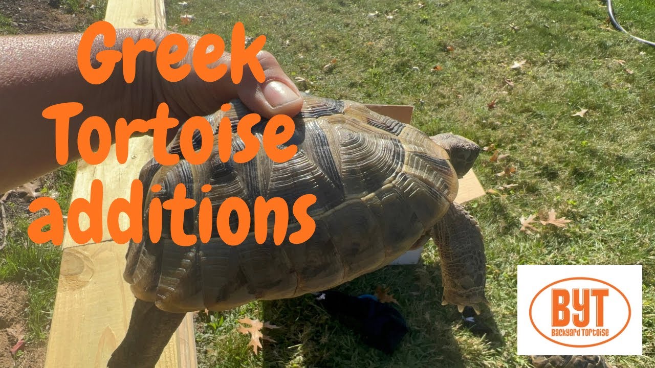 New Greek Tortoise Additions 🐢 | Similar to Hermanns + Outdoor Brumation